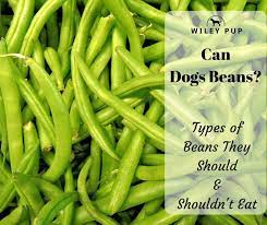 Some foods that are edible for humans can pose serious health risks for dogs. Can Dogs Eat Beans Safe Eating Advice Go Pup