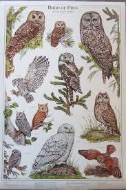 Owl Chart Hawks Owls Wildlife