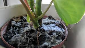 get rid of mold in houseplant soil