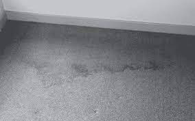 prevent carpet mold after water damage