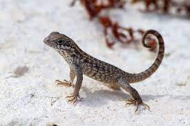 The meaning and symbolism of the word - «Lizard»