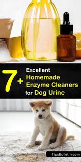 homemade enzyme cleaners for dog urine
