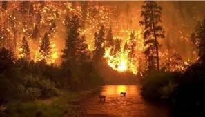 Según cifras de greenpeace, 2.000 hectáreas de bosques han sido consumidas por las llamas. Asi Se Ve El Gigantesco Incendio En El Amazonas Desde El Espacio