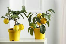 the best soil for indoor citrus trees