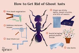 how to get rid of ghost ants pest control