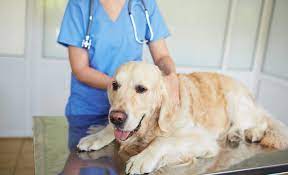 But your vet may recommend prescription dog food or a homemade diet developed by a veterinary nutritionist. 9 Best Dog Foods For Diabetic Dogs 2021 Low Glycemic Index High Fiber