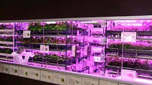 Urban Vegetable Garden System With Led