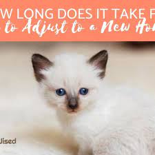 a cat take to adjust to a new home