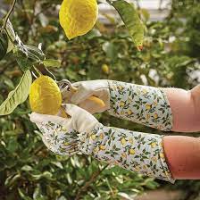 Gauntlet Gardening Gloves Gardening