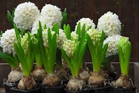Buy garden hyacinth bulbs Hyacinthus orientalis 'Carnegie': Delivery by  Waitrose Garden