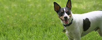 rat terrier dog breed facts and