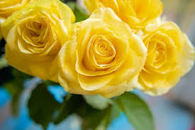yellow roses with water drops