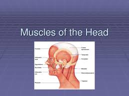 ppt muscles of the head powerpoint