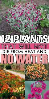 12 Drought Tolerant Flowers And Plants