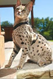 Although serval cats are not included in the provincial controlled alien species legislation, that doesn't mean they should be kept as pets. Savannah Cats Are A Spotted Cat Breed Resulting From Crossing An African Serval Cat To A Domestic Cat Cat Breeds African Serval Cat Savannah Cat