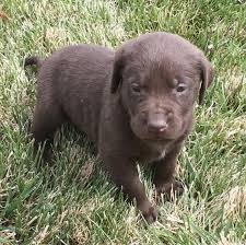 Yes (current on all shots) status: Labrador Retriever Puppies Labrador Retriever For Adoption Labs Dogs
