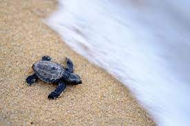 Olive ridleys are considered the most abundant sea turtle in the world. Olive Ridley Sea Turtles