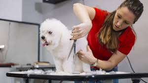What to look for in pet groomers near me. The 7 Best Online Dog Grooming Schools Of 2021