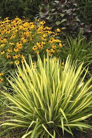 Buy Purple Delight Agapanthus Wilson