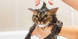 bathe your cat