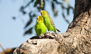 Budgies as a new pet by barry. Flying Green Gems Of The Outback Budgies Are Australia S Most Misunderstood Birds Australian Bird Of The Year 2019 The Guardian