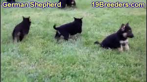 (el paso) pic hide this posting restore restore this posting. German Shepherd Puppies For Sale In Meridian Idaho County Id Ada Canyon Bonneville Banno Youtube