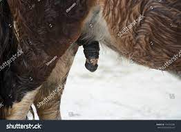 Closeup Brown Pony Horse Dick Stock Photo 734793208 | Shutterstock