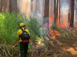 coast fire highlights coming wildfire risk