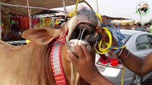 Crazy butcher and bulls compilation episode 3 anari qasai vs dangerous bull eid qurbani 2019. Eid Qurbani Clip By Clever Mirchu