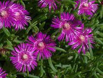 does-hardy-ice-plant-spread