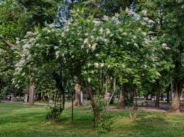 Maybe you would like to learn more about one of these? Ivory Silk Tree Lilac Care Managing Problems With Japanese Tree Lilacs