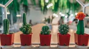 Does cactus purify air?
