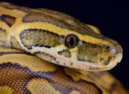 Snake Species Found In South Africa Emdoneni Lodge