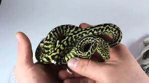 carpet python size r snakes