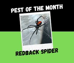 red back spider local pest experts