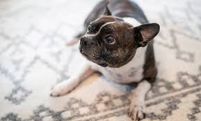does carpet steam cleaning kill fleas