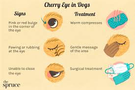 cherry eye in dogs