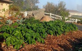 wood chips as mulch for vegetables