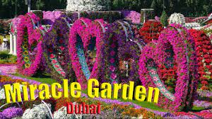 dubai miracle garden visit 4k you