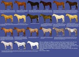 Color Chart Horse Coat Colors Horses Color