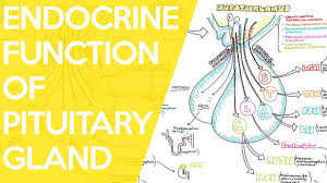 Overview Of The Endocrine Function Of The Pituitary Gland Sarah Clifford Illustration Tutorial