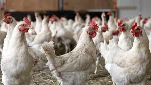If you suspect any type of avian influenza in poultry or captive birds you must report it immediately by contacting your local animal and plant health agency (apha) field services office. Poultry Housing Order Imposed Across Great Britain Amid Bird Flu Outbreak News The Grocer