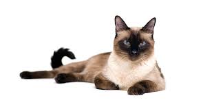 A cat allergy can cause symptoms such as red eyes and sneezing. Are Siamese Cats Hypoallergenic