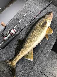 Shimano Vs Pflueger Which Brand Is