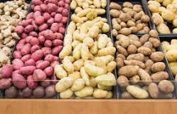 What is the most popular potato?