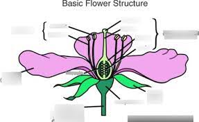 basic flower structure female parts