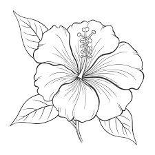 drawing of an outline hibiscus flower