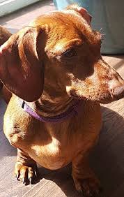 I saw the words stubborn and independent listed on many dog breeds in my many books according to almost home rescue, the independence that served dachshunds well as hunters is not only related to housebreaking difficulties, but. Greenville Sc Dachshund Meet Cayenne A Pet For Adoption