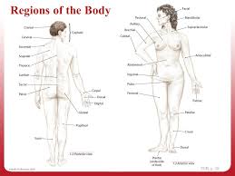 It divides the body into front and. Anatomical Position 1 Navigating The Body Ppt Video Online Download