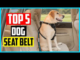 Top 5 Dog Seat Belt 2023 Review